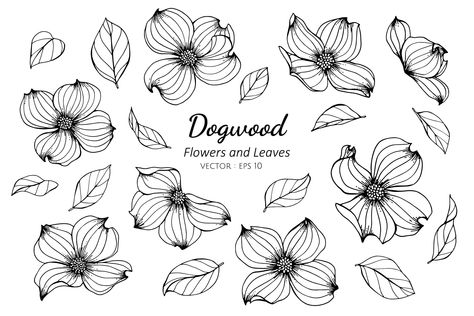 Flower And Leaves Drawing, Dogwood Tattoo, Dogwood Flower Tattoos, Leaves Drawing, Bees And Honey, Dogwood Flower, Dogwood Blossoms, Flower And Leaves, Illustration Simple