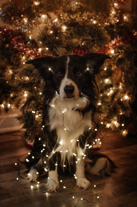 Christmas Card Pet Photo Ideas, Dog Christmas Aesthetic, Christmas Animals Aesthetic, Winter Dog Photography, Christmas Dog Pictures Photo Ideas, Dog Xmas Photo Ideas, Christmas Photoshoot Ideas With Dog, Christmas Dog Aesthetic, Christmas Pics With Dogs