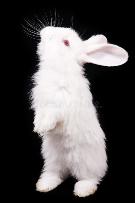 Rabbit White, Bunny White, Albino Rabbit Aesthetic, Rabbit Standing Up, Bunny Photo, White Rabbit Drawing, Animals Black Background, Rabbit Poses, White Bunny Aesthetic