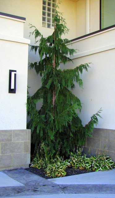 Weeping Alaskan Cedar Weeping Alaskan Cedar, Conifers Garden, Evergreen Landscape, Front Landscaping, Cedar Trees, Ornamental Trees, Home Landscaping, Front Entrance, Evergreen Trees