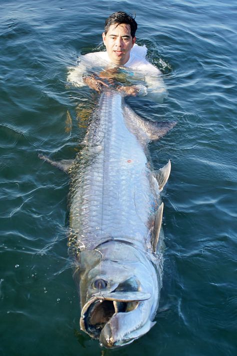 Tarpon Fish, Tarpon Fishing, River Monsters, Giant Fish, Wildlife Biologist, Water Creatures, Salt Water Fish, Albino Animals, Fishing Pictures