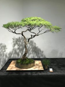 How To Decoupage Furniture, Japanese Bonsai Tree, Mismatched Furniture, Bonsai Forest, Pre Bonsai, Australian Trees, Bonsai Tree Types, Bonsai Techniques, Bonsai Tree Care