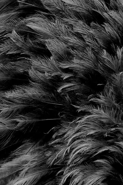 ☾ Midnight Dreams ☽  dreamy & dramatic black and white photography - feathers Foto Macro, Feather Background, Scandinavian Style Home, Texture Inspiration, Cottage Kitchens, Gray Aesthetic, 50 Shades Of Grey, Corporate Design, Black & White