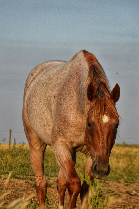 Strawberry Roan Quarter Horse, Palomino Horse Western Tack, Red Roan Horse Tack Colors, Strawberry Roan Horse, Quarter Horse Aesthetic, Red Roan Quarter Horse, Red Roan Horse, Roan Horse, Horse Foal