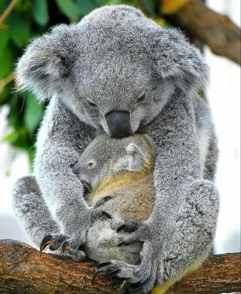 Koala Bears, Baby Koala, Australian Animals, Cute Animal Photos, Little Animals, Sweet Animals, Animal Planet, Koala Bear, Amazing Animals