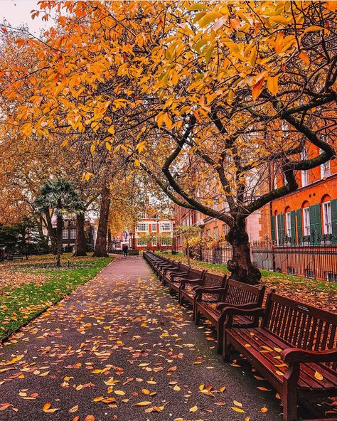 pov: It’s autumn in London and you’ve gone for a walk on a crisp day in November daydreaming under the golden leaves dancing with the wind…. 🍁🍂 Have you ever been to London in Autumn? It’s one of my favourite seasons to visit the city. Sometimes pictures speak louder than videos…. 📍Regent’s Park, South Kensington, Mount Street Gardens In love with autumn in London 🍁🍂 Who is looking forward to cosy days? #ritafarhifinds #autumninlondon #londonlife London In November, Regents Park London, London In October, Paris In Autumn, Kensington London, Autumn Park, London Park, South Kensington, Autumn Scenes