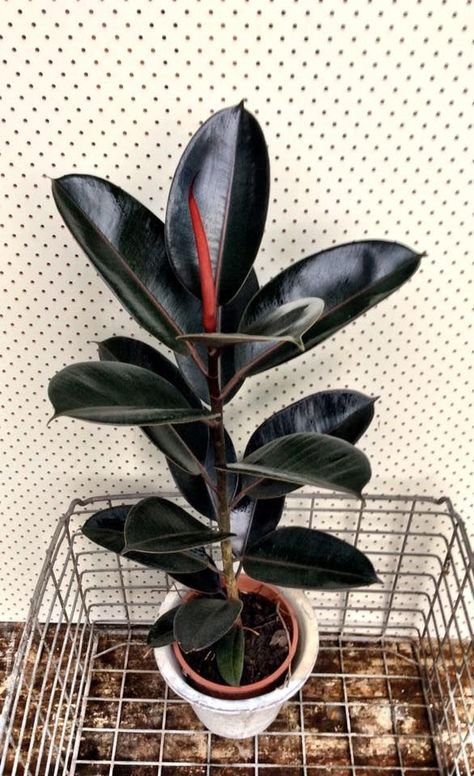 Ficus Burgundy, Ficus Elastica, Plant Wishlist, Rubber Plant, Home Plants, Rubber Tree, Plant Aesthetic, Perfect Plants, House Plants Indoor