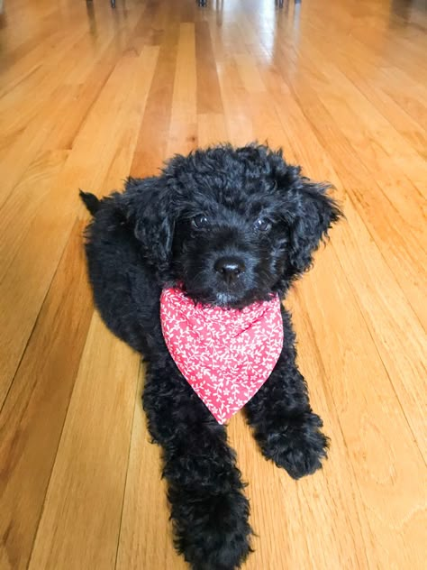 Mochi, black golden doodle wearing Pawssible dog bandana! Its red floral Golden Doodle Black, Black Golden Doodle, Goldendoodle Black, Black Labradoodle, Puppy Fever, Atticus Finch, Labradoodle Dogs, Black Puppy, Dream Pet