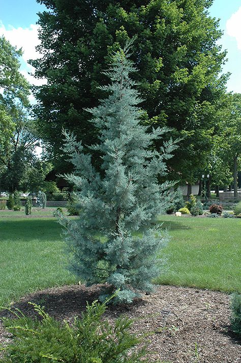 Click to view full-size photo of Blue Pyramid Cypress (Cupressus arizonica 'Blue Pyramid') at Flagg's Garden Center Evergreen Berm, Blue Ice Cypress, Cypress Plant, Garden Spells, Blue Cypress, Evergreen Landscape, Water Wise Plants, Harrisburg Pennsylvania, My Planet