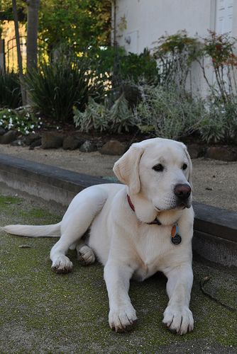 English white Lab: Exactly what I want but already potty trained!! lol :) Lil Tony, Labrador Training, English Labrador, Black Labrador Dog, White Labrador, Yellow Labs, Puppy Treats, Lab Dogs, Labrador Retriever Puppies