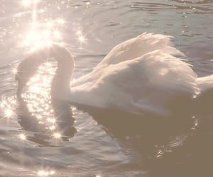 Swan, aesthetic, and white Bild Angelcore Aesthetic, Aphrodite Aesthetic, Swan Princess, Ethereal Aesthetic, Mazzy Star, Swan Song, Angel Aesthetic, White Swan, Goddess Of Love