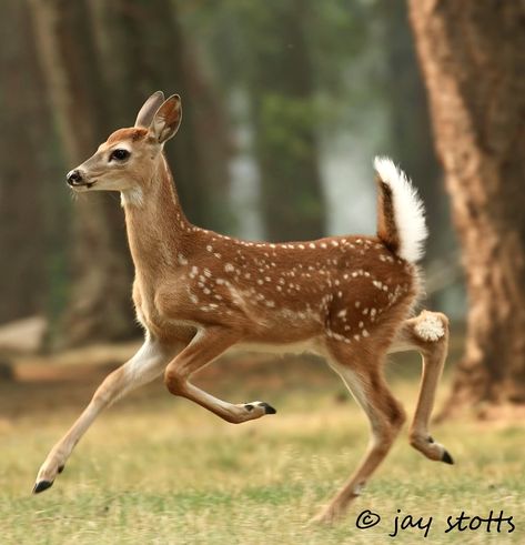 Deer Reference Poses, Deer Fawn Drawing, Whitetail Deer Reference Photos, Deer Poses Reference, Fawn Drawing Reference, Animal Art Reference Photo, Animal Drawing Reference Photo, Fawn Reference, Deer Side Profile