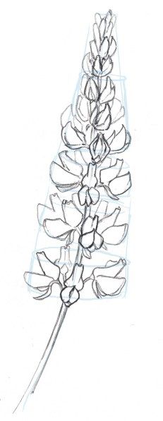 Lupine sbs 16                                                                                                                                                                                 More Design Flower Drawing, Hur Man Ritar Blommor, John Muir Laws, Lupine Flowers, Flower Drawing Tutorials, Step By Step Watercolor, Draw Flowers, Flower Drawings, Drawing Flowers