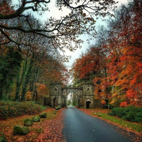 Ireland In Autumn, Irish Autumn Aesthetic, Tollymore Forest Park, Ireland Autumn Aesthetic, Ireland Fall Aesthetic, Dublin In Fall, Dublin In Autumn, Ireland In Fall, Fall In Ireland