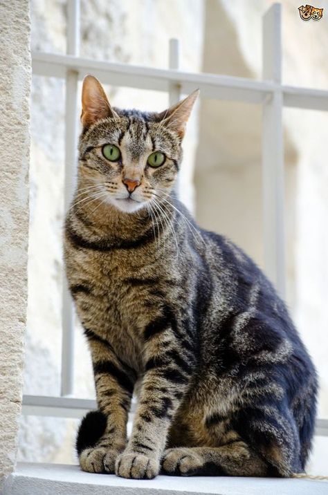 Mackerel tabby cats have stripes running up and down their bodies, earning them the nickname of “tiger cats.” Cat Breeding, Grey Tabby, Tabby Cats, Cat Spray, Kinds Of Cats, Cat Photos, Cat Photography, Here Kitty Kitty, Domestic Cat