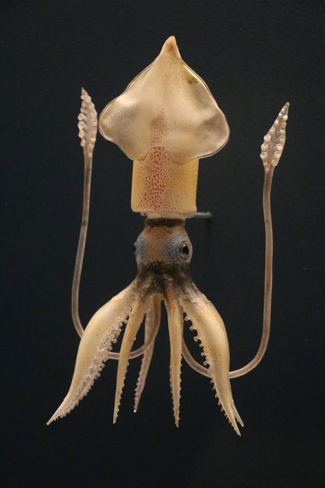 The Delicate Glass Sea Creatures of Leopold and Rudolf Blaschka Creature Marine, Vintage Octopus, Corning Museum Of Glass, Deep Sea Creatures, Beautiful Sea Creatures, Underwater Creatures, Weird Creatures, Marine Animals, Ocean Creatures