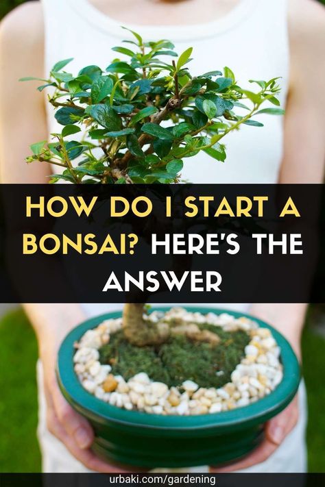 How To Grow A Bonsai Tree From Seed, How To Start A Bonsai Tree, How To Grow A Bonsai Tree, How To Make Jade Plant Bonsai, Bonsai Plants How To Grow, How To Make A Bonsai Tree, Bonsie Tree Bonsai Plants, Jade Bonsai For Beginners, How To Make Bonsai Plants