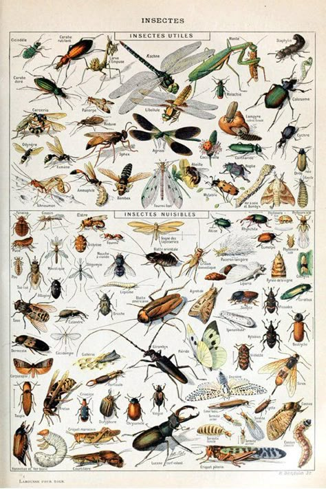 Entomology Illustration, Adolphe Millot, Types Of Bugs, History Posters, Framing Ideas, Insect Print, Butterfly Poster, Illustration Botanique, Picture Boxes