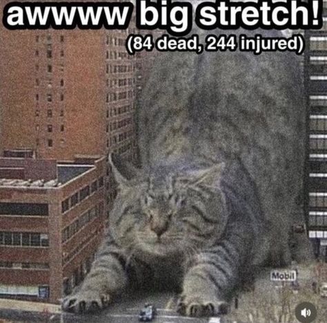 Seni Korea, Giant Cat, Silly Cats Pictures, Cat Boarding, Silly Animals, Funny Cute Cats, Silly Cats, 귀여운 동물, Animal Memes