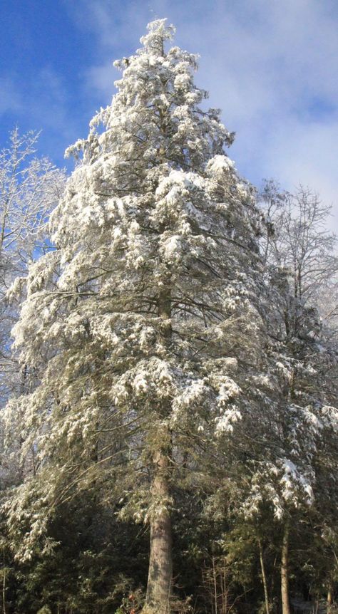 Snow covered Hemlock tree. Dust Of Snow, Hemlock Tree, Tower Tattoo, Trees Pictures, Tree With Snow, Artistic Tree, Palm Tree Pictures, Tree Types, Tree Pictures