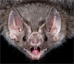 Bat Face Bat Pics, Bat Head, Bats Unit, Bat Facts, Bat Photos, Bat Tattoo, Cute Bat, Vampire Bat, Creatures Of The Night