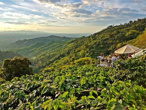 Café San Alberto- Colombia Colombia Coffee Farm, Villa Lifestyle, City Coffee Shop, New York Activities, Colombia Country, Colombia Travel Guide, Tayrona National Park, Colombian Culture, Travel Colombia