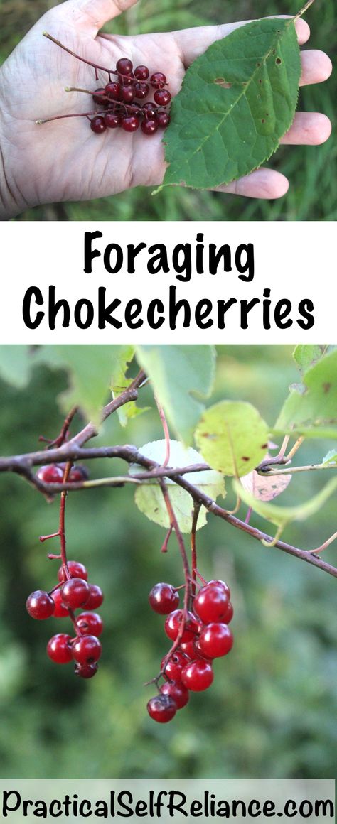 One of my absolute favorites! Foraging Chokecherries ~ Identifying and Using Chokecherries Summer Foraging, Foraging For Beginners, Wild Chamomile, Highbush Cranberry, Spring Foraging, Wild Foraging, Chicken Of The Woods, Morel Mushrooms, Wild Food Foraging