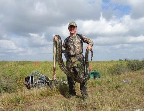 Big snake Flo Grown, Florida Nature, Florida Everglades, Turkey Hunting, No Dudes, Into The Wild, Wild Birds, The Challenge, Python