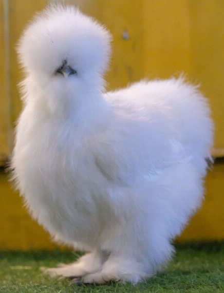 Pet Chickens Breeds, Animal Pics Funny, Chickens Breeds, Pet Aesthetic, Cute Animal Character, Funny Animal Art, Pet Chicken, Fancy Chickens, Silkie Chickens