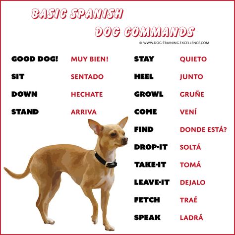 Spanish Commands, Dog Commands Training, Dog Clicker Training, Dog Training Tricks, Spanish Conversation, Train A Puppy, Dog Commands, Train Your Puppy, Funny Spanish