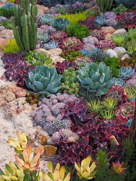 Kaktus Dan Sukulen, Succulent Garden Landscape, Succulent Landscape Design, Succulent Garden Indoor, Pinterest Garden, Succulent Garden Design, Succulent Landscaping, Types Of Succulents, Succulent Gardening