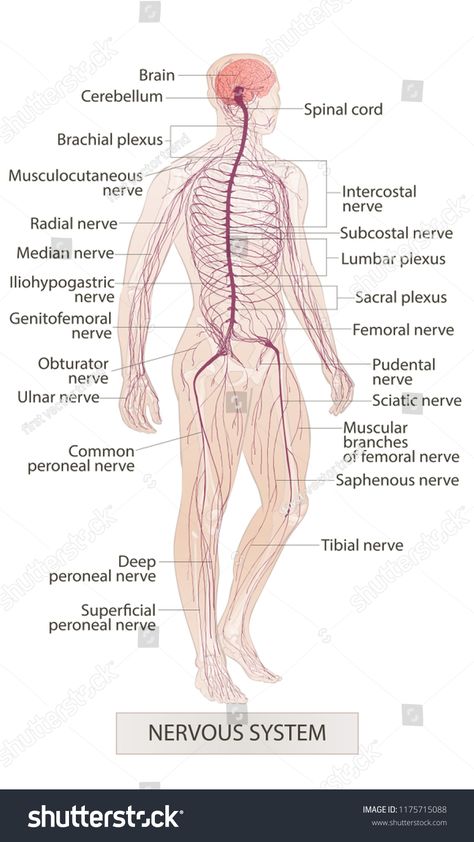 Human body parts. Nervous system. Man anatomy. Hand drown vector sketch illustration isolated #Ad , #spon, #Nervous#system#Man#Human Human Nervous System Drawing, Central Nervous System Drawing, Nervous System Pictures, The Nervous System Diagram, Spine Chart Nervous System, Apologia Anatomy, Human Respiratory System, Nervous System Anatomy, Human Nervous System