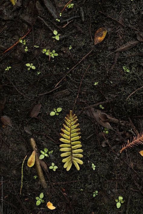 Earth Element Photography, Earth Soil Aesthetic, Old Growth Forest Aesthetic, Hands In Dirt, Forest Floor Aesthetic, Earth Aesthetic Element, Firbolg Aesthetic, Earth Asethic, Soil Aesthetic