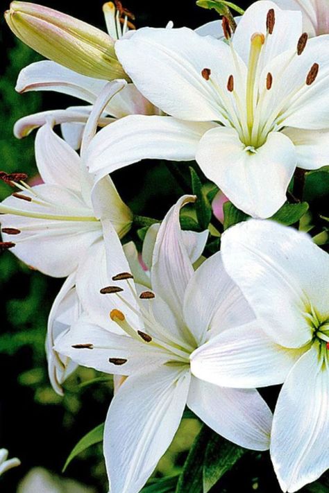 flowers Tree Lily, Lily Bulbs, Day Lilies, Most Beautiful Flowers, White Lilies, White Gardens, Bulb Flowers, Tiger Lily, Lily Flower