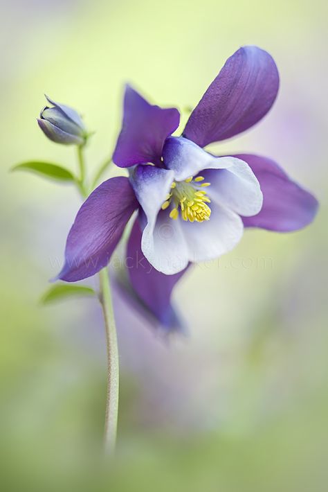 Aquilegia vulagris 'Magic Blue' | Flickr - Photo Sharing! Săpunuri Handmade, Columbine Flower, Unusual Flowers, Arte Floral, Exotic Flowers, Flower Beauty, Beautiful Blooms, Flowers Nature, Flower Photos