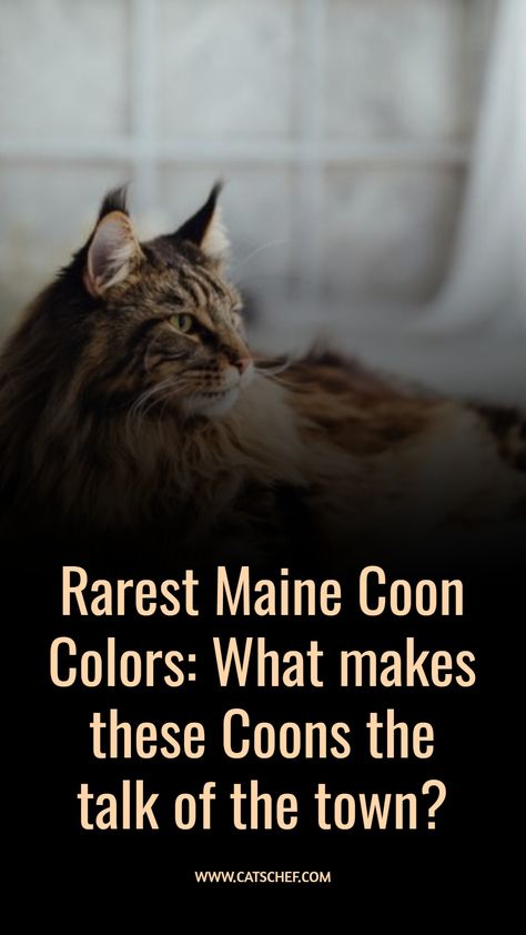 Maine Coons are a force to be reckoned with! Whether they’ve got a pattern or are monotone, everyone agrees they’re some of the most mysterious creatures out there. Oh, these beautiful beasts have been the talk of the town for ages considering the fact nobody knows where they came from. #catschef #cat #cats #kitten #kittens #catlover #catlovers #catlife #catoftheday #meow #pets #cute #love #animals #animallovers #kitty #kittycat #persiancat #mainecoon #ragdollcat #siberiancat #bengalcat Man Coone Cat, Mancoon Cat Kittens, Main Coone Kitten, Tabby Mainecoon Cat, Black Maine Coone, Maine Coone Kitten, Maincoon Kitten, Main Coone Cat, Torbie Cat