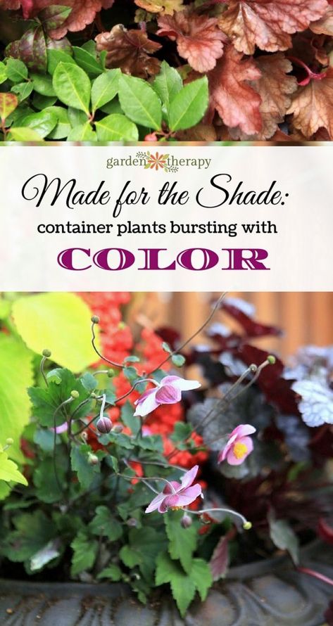 Made for the Shade: Low-Maintenance Fall Planters Bursting with Color Shade Container Plants, Planters For Shade, Perennials For Shade, Cool Characters, Fall Garden Vegetables, Fall Planters, Low Maintenance Garden, Container Gardening Vegetables, Natural Garden