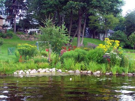 Riparian buffer - this native buffer creates a beautiful shoreline - great idea for S.L. lakeshore..... Lakeshore Landscaping, Shoreline Landscaping, Waterfront Landscaping, Lakefront Landscaping, Lakeside Landscaping, Cabin Landscaping, Michigan Garden, Cabin Landscape, Low Maintenance Landscaping Front Yard