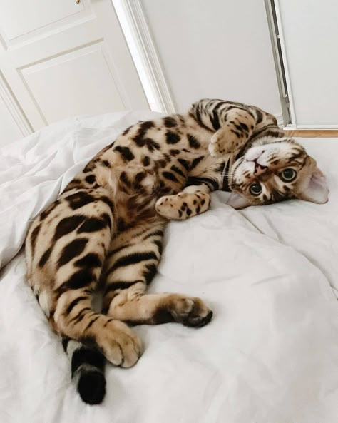 Bengal Cat Kitten, Bengal Cat Breeders, Bengal Kittens For Sale, Ragdoll Kittens, Bengal Kitten, Fluffy Kittens, Leopard Cat, Image Chat, Bengal Cats