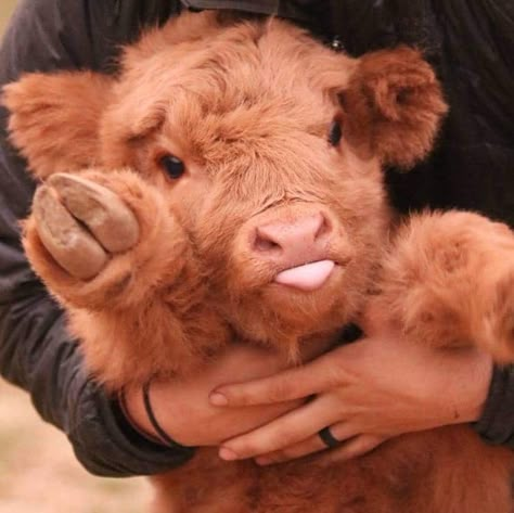 Fluffy Cow, Cute Highland Cow, Fluffy Cows, Highland Cattle, Brown Cow, Highland Cows, Baby Cow, Cute Cow