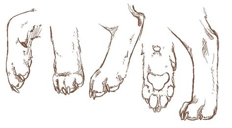 Spider Sona Oc, Fox Anatomy, Draw Quotes, Fox Reference, Bulldog Drawing, Paw Hand, Paw Drawing, Wolf Sketch, Feet Drawing