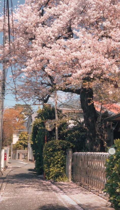 Cheery Blossoms Wallpaper, Decorate Front Porch, Aesthetic Spring Wallpaper, Front Porch Decor Ideas, Aesthetic Spring, Nothing But Flowers, Pretty Landscapes, Spring Wallpaper, Japan Aesthetic