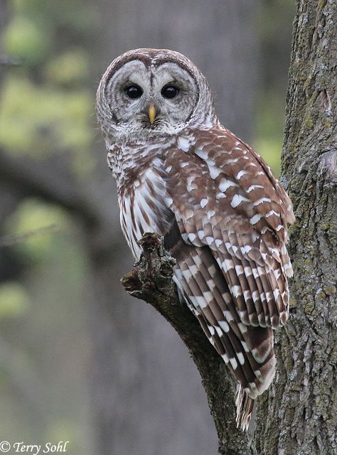 Barred Owl Photography, Owl Photography, Owl Images, Barred Owl, Owl Photos, Owl Baby, Owl Pictures, Beautiful Owl, Owl Painting