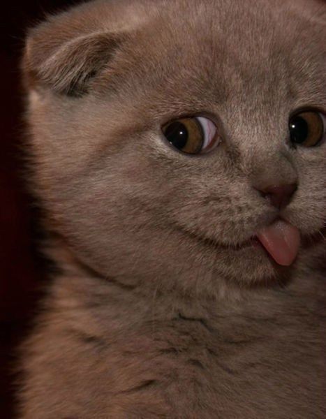 :P Kitty!! Here Kitty Kitty, I Love Cats, Kitty Kitty, Crazy Cat, Kitty Cats, Crazy Cat Lady, Cats Kittens, Adorable Animals, Cat Lady