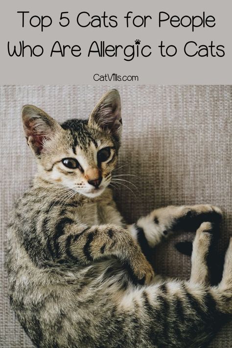 Zillow Homes For Sale, Cat Breeds Siamese, Types Of Cats Breeds, Cat Breeds Hypoallergenic, Different Types Of Cats, Best Cat Breeds, Hypoallergenic Cats, Usa House, Allergic To Cats