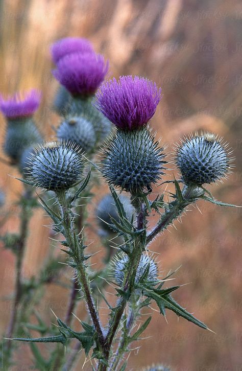 Flowers Reference, Chakra Painting, Thistles Art, Scottish Flowers, Bloom Flowers, Thistle Flower, Language Of Flowers, Wild Plants, Water Colors