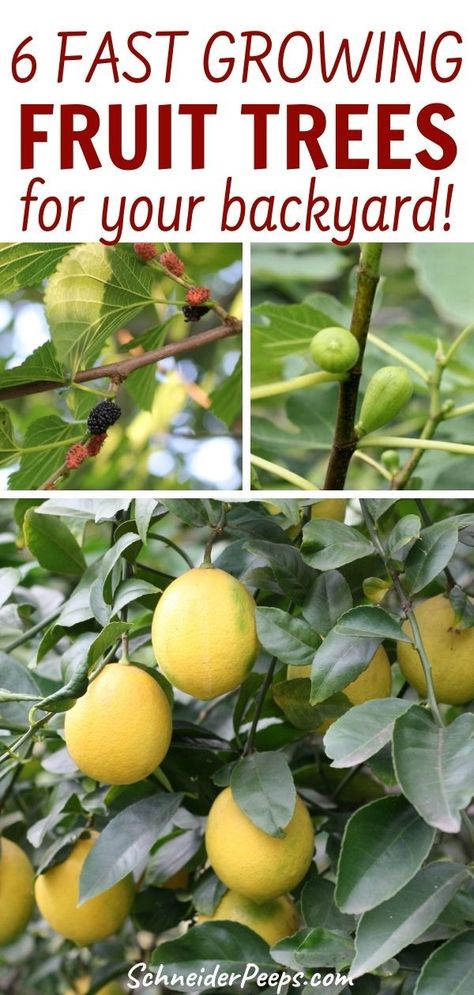 Fast Growing Fruit Trees, Plant Fruit Trees, Trees Light, Fruit Trees Backyard, Planting Fruit Trees, Fruit Tree Garden, Nut Trees, Growing Fruit Trees, Light Temperature