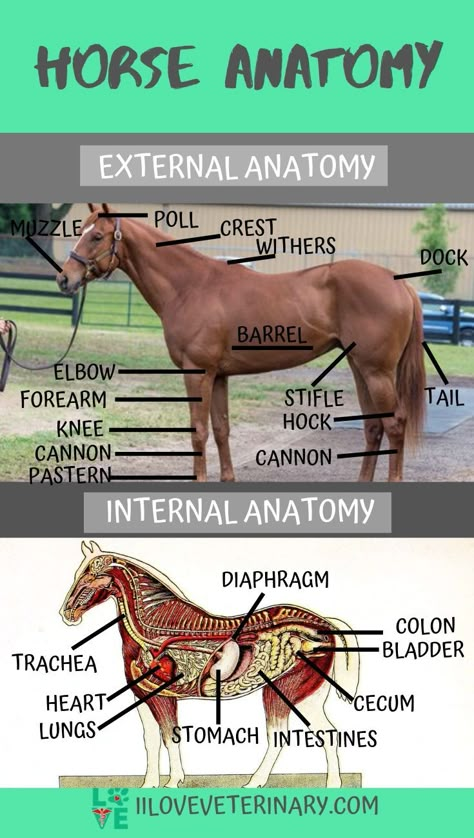 Horse Anatomy | I Love Veterinary - Blog for Veterinarians, Vet Techs, Students Horse Anatomy Reference, Veterinary Anatomy, George Morris, Horse Hacks, Equine Veterinary, Horse Lessons, Equine Care, Healthy Horses, Horse Information