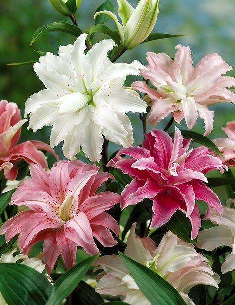 Types Of Lilies, Lily Garden, Lily Bulbs, Flower Bulbs, Nothing But Flowers, Flower Therapy, Pretty Plants, Bulb Flowers, Planting Bulbs