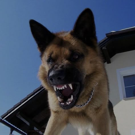 Protection Dogs, German Sheperd Dogs, Angry Animals, Angry Dog, Scary Dogs, Scary Animals, Aggressive Dog, Animal Reference, Pretty Dogs